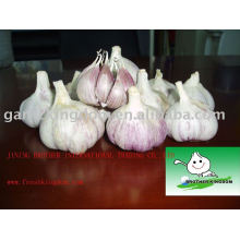 sell normal white garlic Jining Brother